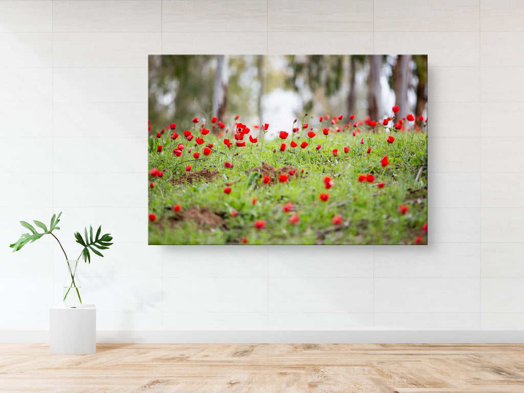 Red Wild Anemone Flowers and Trees — Israeli Holy Land Country