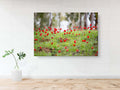 Red Wild Anemone Flowers and Trees — Israeli Holy Land Country