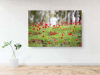 Red Wild Anemone Flowers and Trees — Israeli Holy Land Country