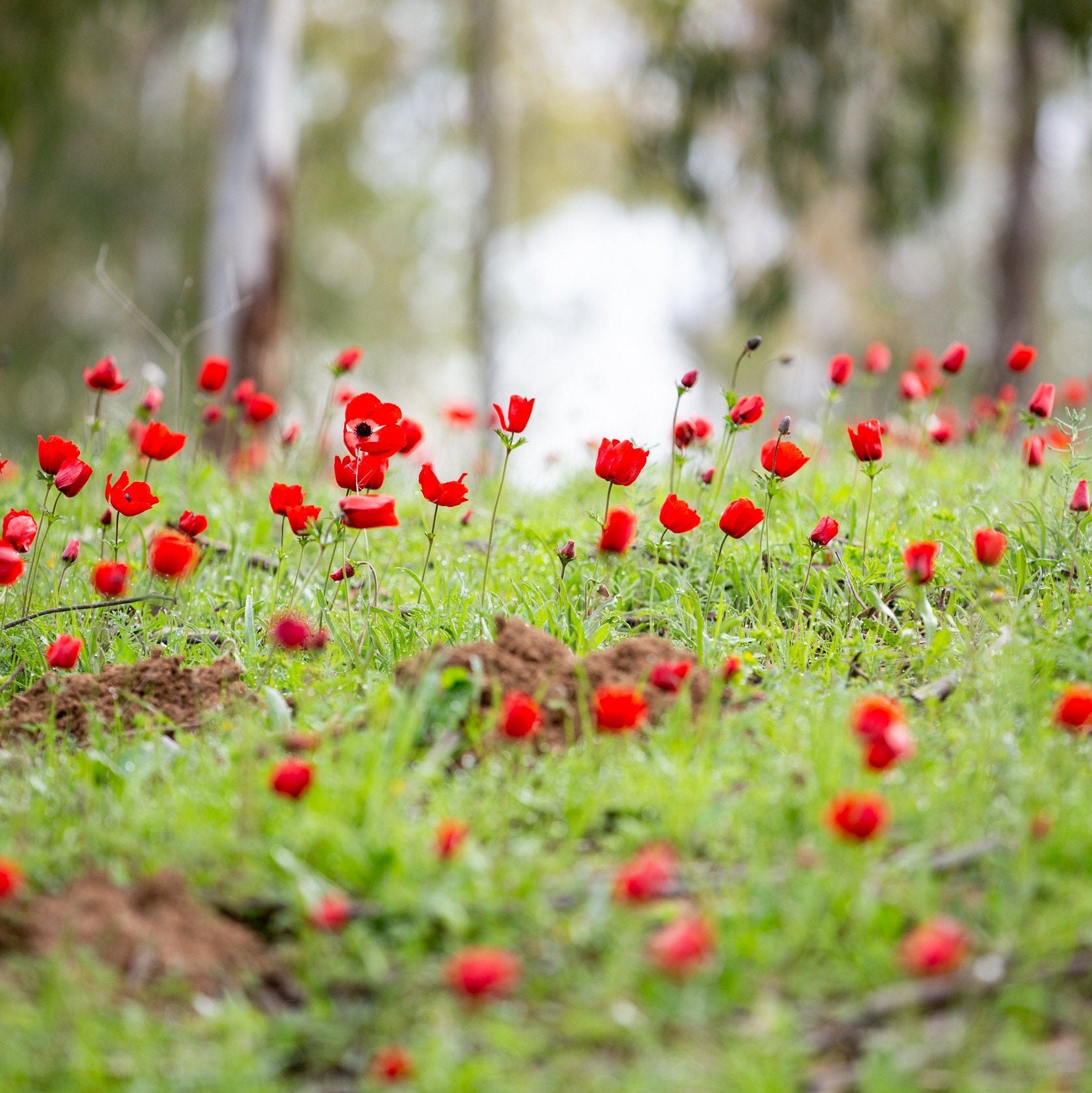 Red Wild Anemone Flowers and Trees — Israeli Holy Land Country