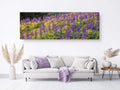 Panoramic Wild Israeli Purple Flowers Landscape — Lupine Turmus Flowering Field Holy Land