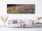 Panoramic Wild Israeli Purple Flowers Landscape — Lupine Turmus Flowering Field Holy Land