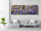 Panoramic Wild Israeli Holy Land Purple Flowers — Lupine Turmus Spring Flowering Field Landscape