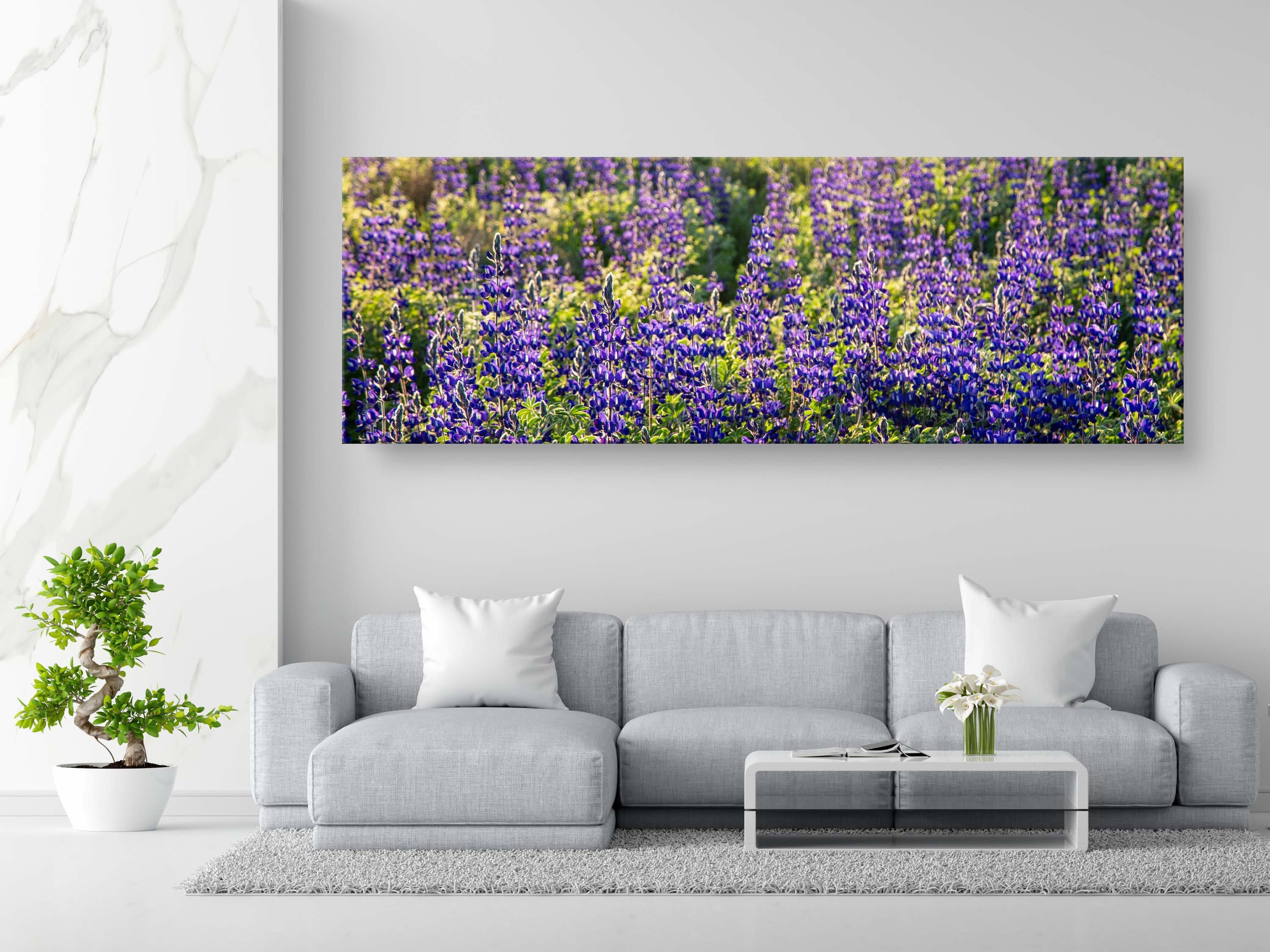 Panoramic Wild Israeli Holy Land Purple Flowers — Lupine Turmus Spring Flowering Field Landscape