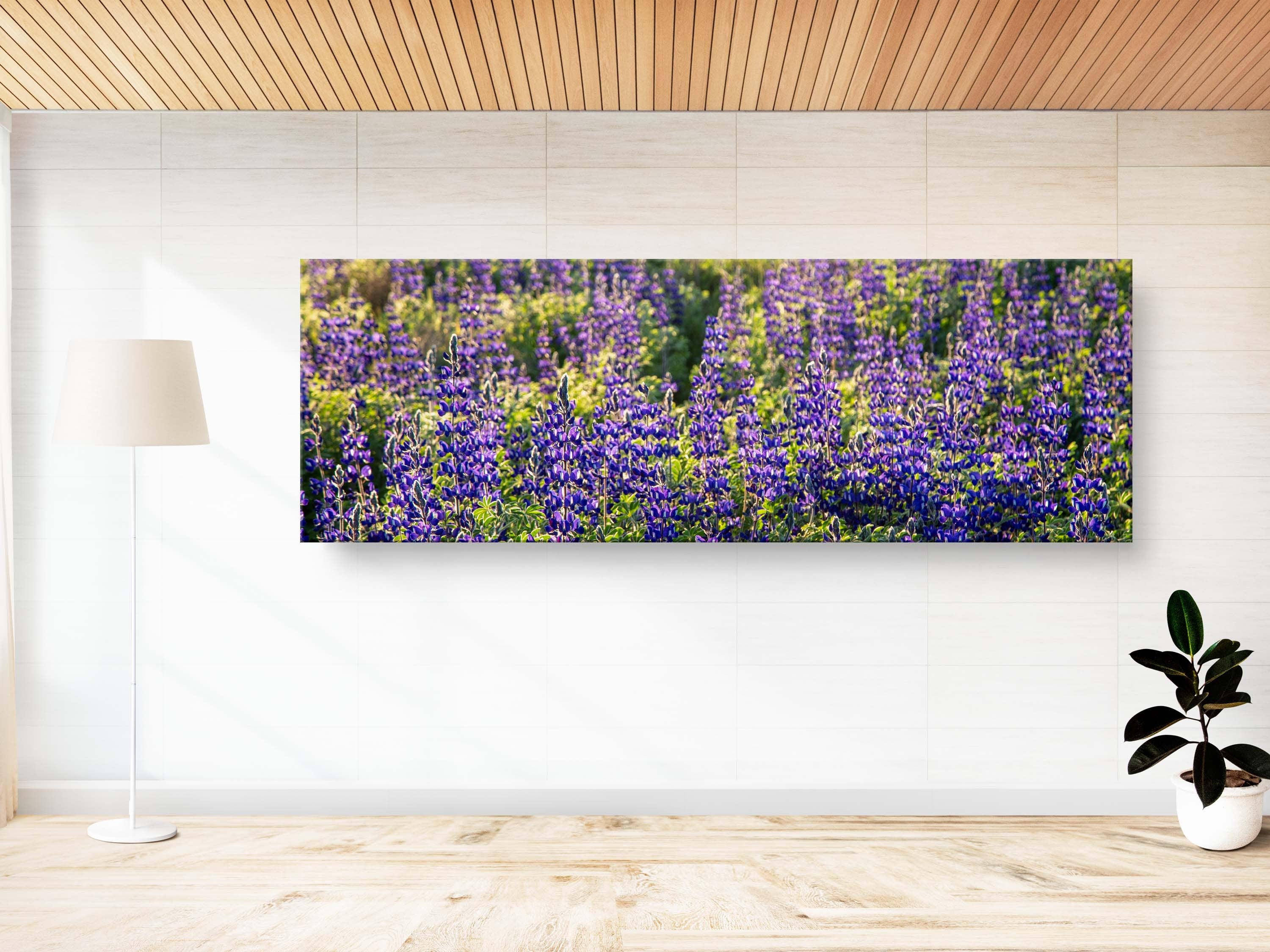Panoramic Wild Israeli Holy Land Purple Flowers — Lupine Turmus Spring Flowering Field Landscape