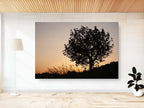 Orange Sunset Tree Landscape Photography — Holy land Israeli Tree & Wild Crops on the Hill