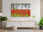 Red Wild Anemone Flowers and Tree Trunks — Israeli Holy Land Nature