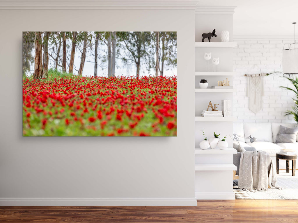 Red Wild Anemone Flowers and Tree Trunks — Israeli Holy Land Nature