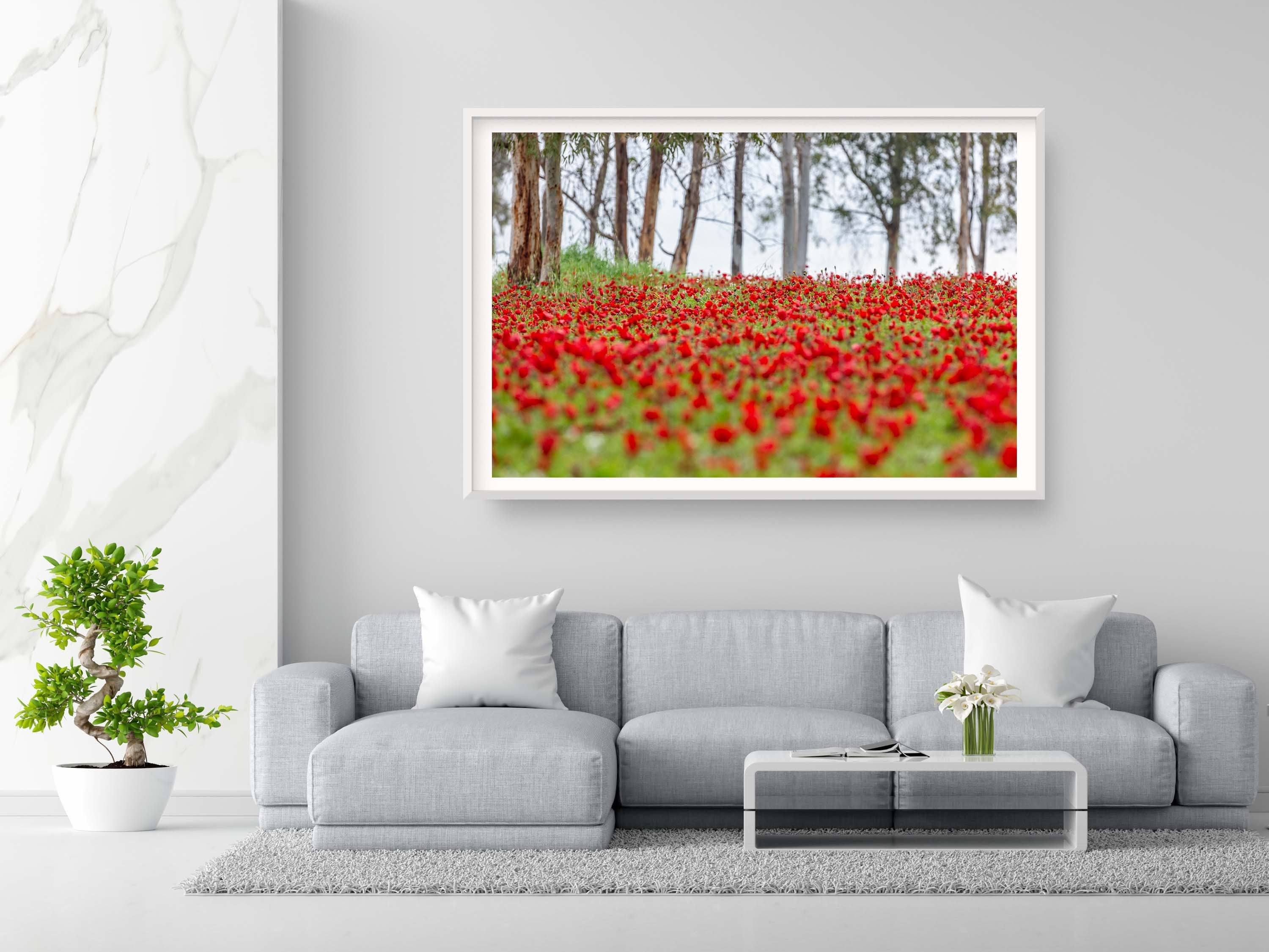 Red Wild Anemone Flowers and Tree Trunks — Israeli Holy Land Nature