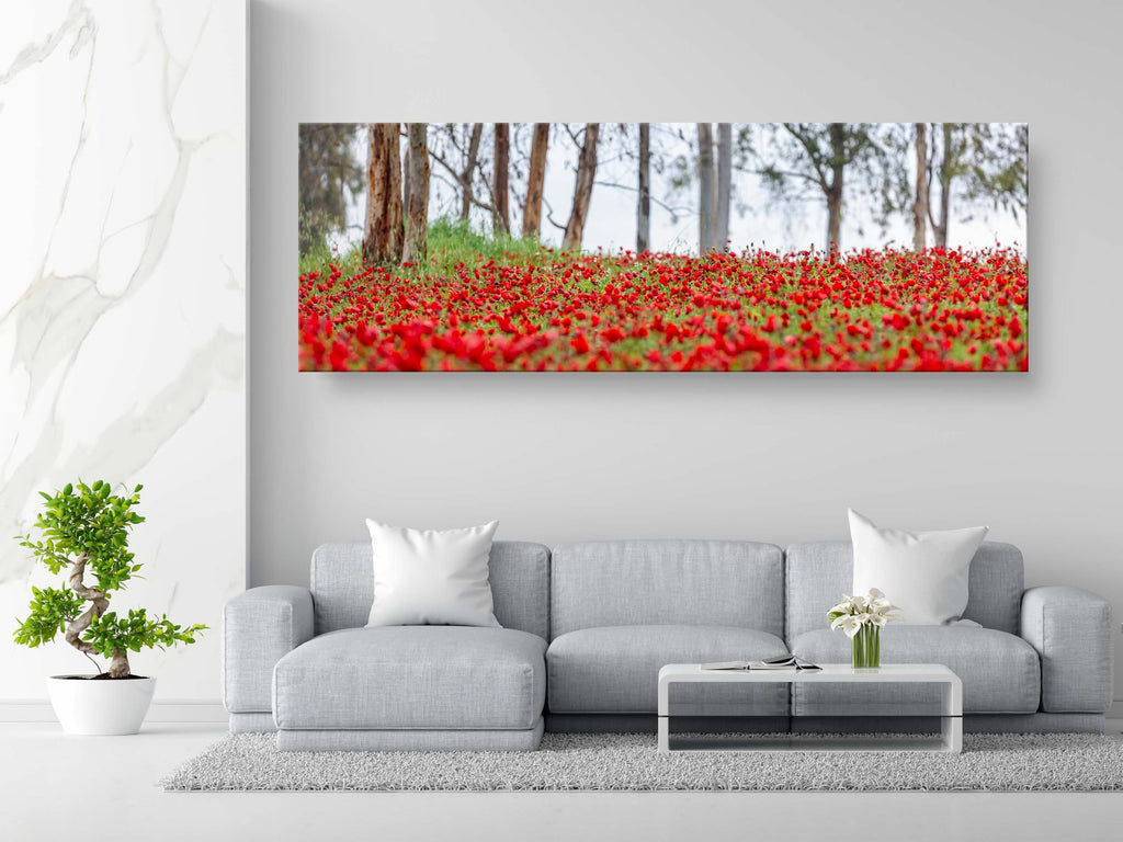 Israeli Holy Land Panoramic Landscape Print: Red Anemones Wildflower