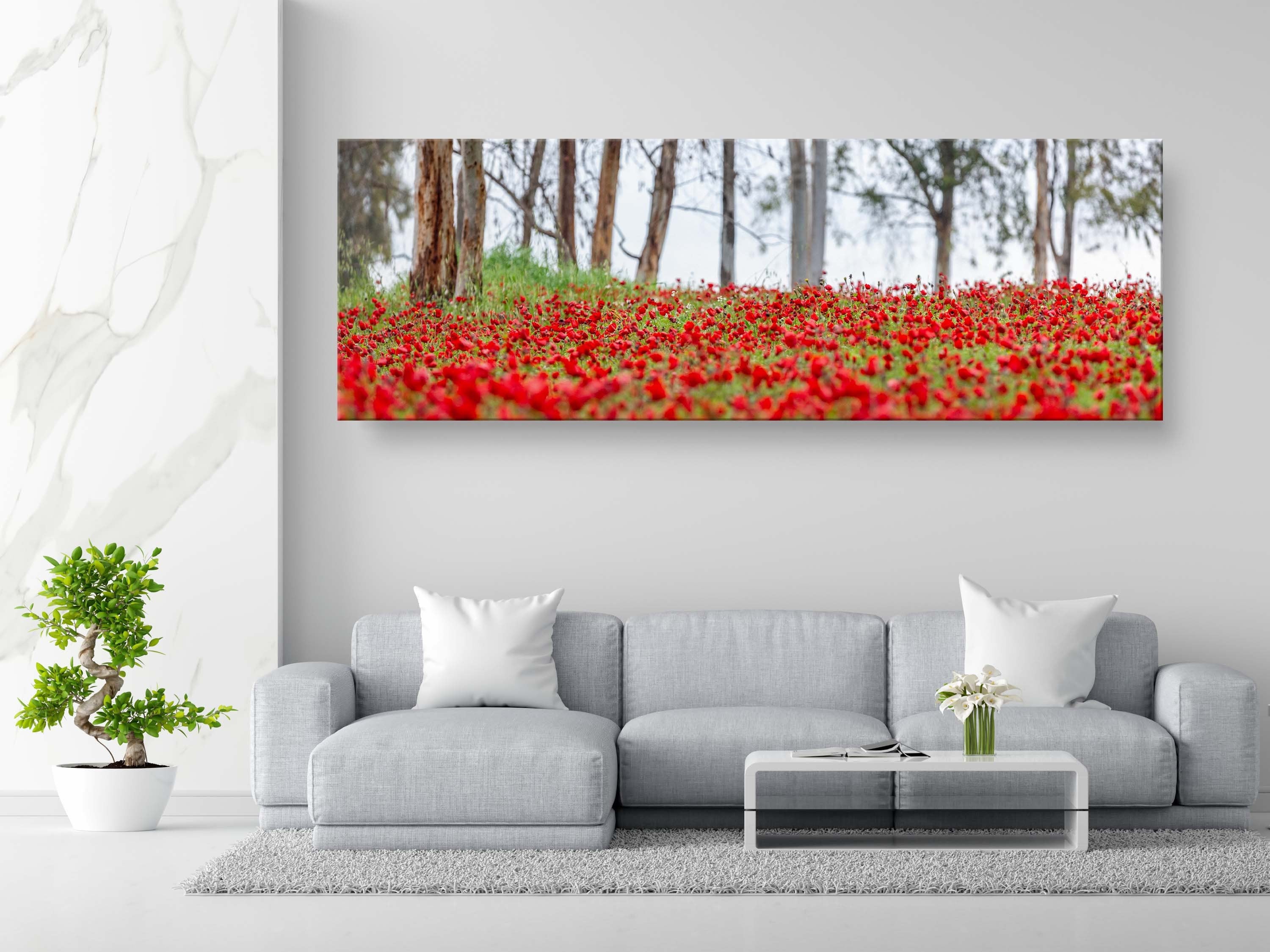 Israeli Holy Land Panoramic Landscape Print: Red Anemones Wildflower