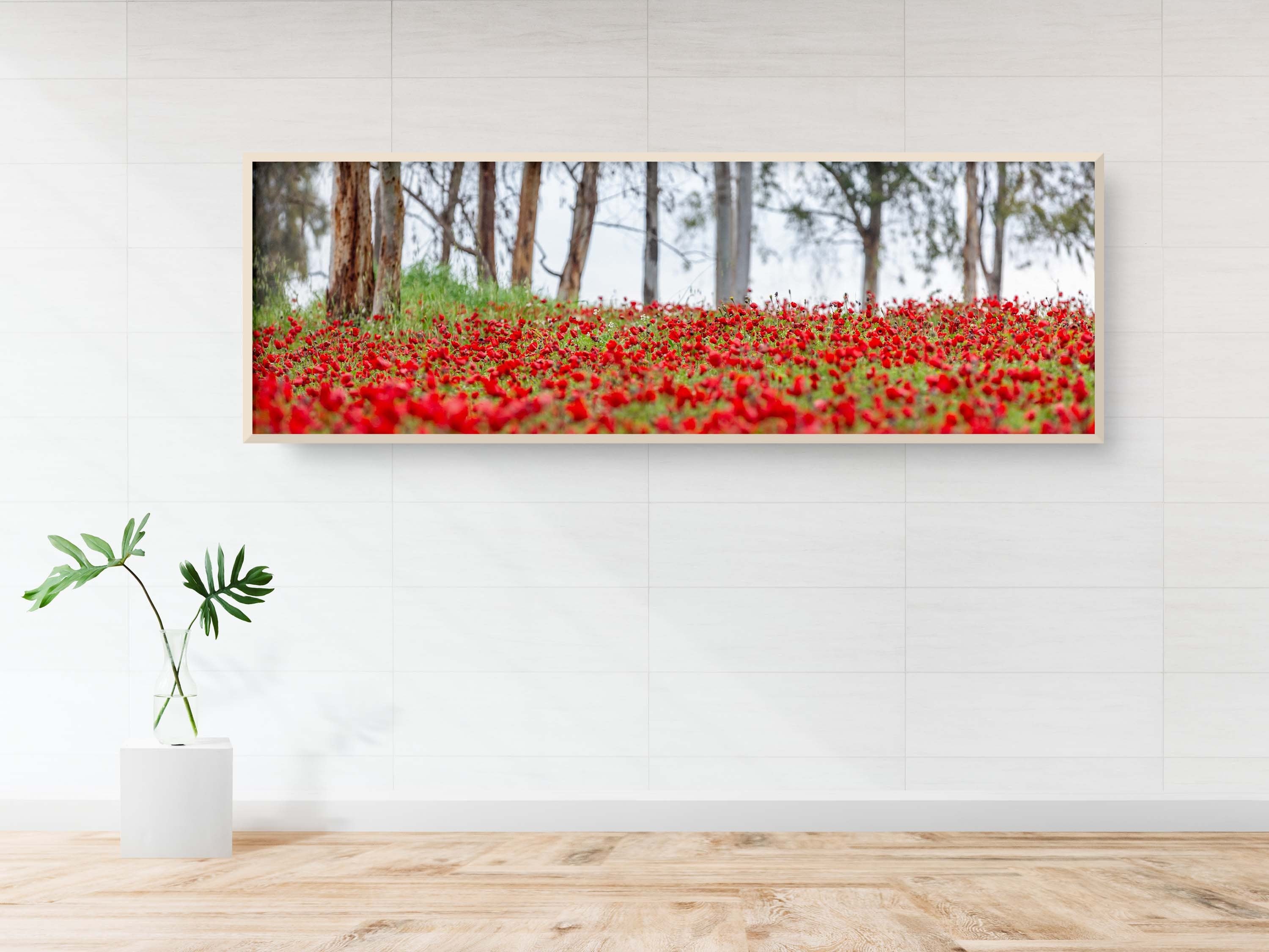 Israeli Holy Land Panoramic Landscape Print: Red Anemones Wildflower