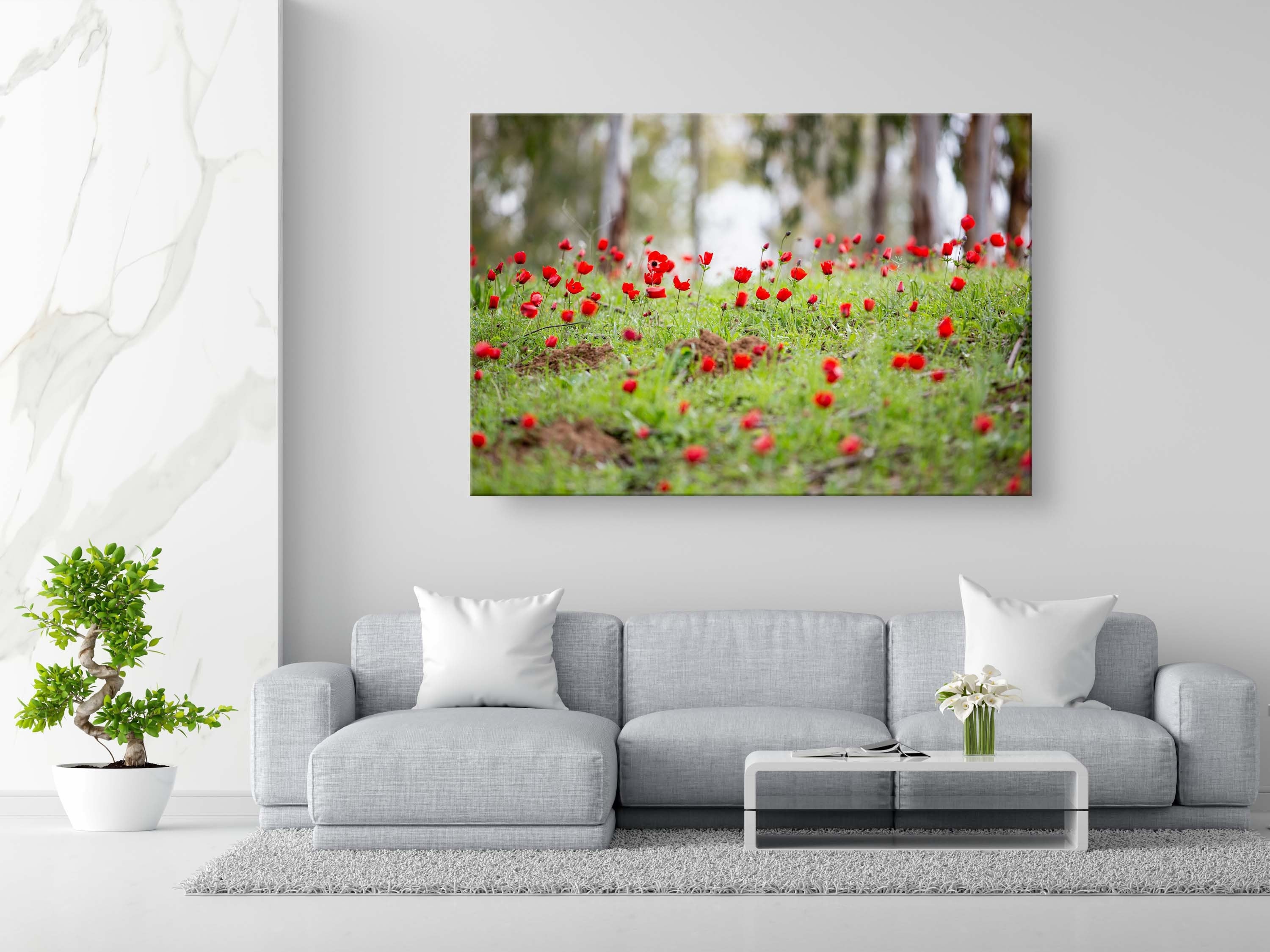 Red Wild Anemone Flowers and Trees — Israeli Holy Land Country