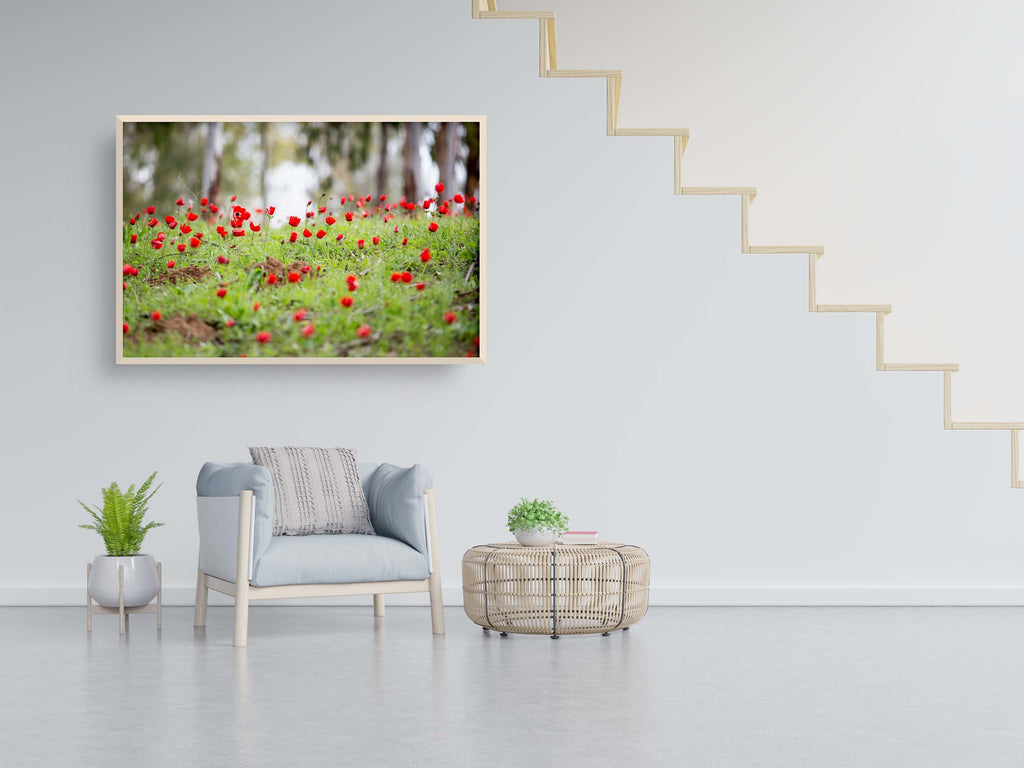 Red Wild Anemone Flowers and Trees — Israeli Holy Land Country