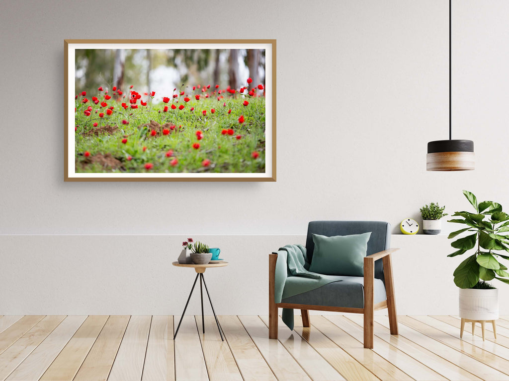Red Wild Anemone Flowers and Trees — Israeli Holy Land Country