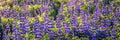 Panoramic Wild Israeli Holy Land Purple Flowers — Lupine Turmus Spring Flowering Field Landscape