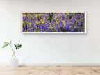 Panoramic Wild Israeli Holy Land Purple Flowers — Lupine Turmus Spring Flowering Field Landscape