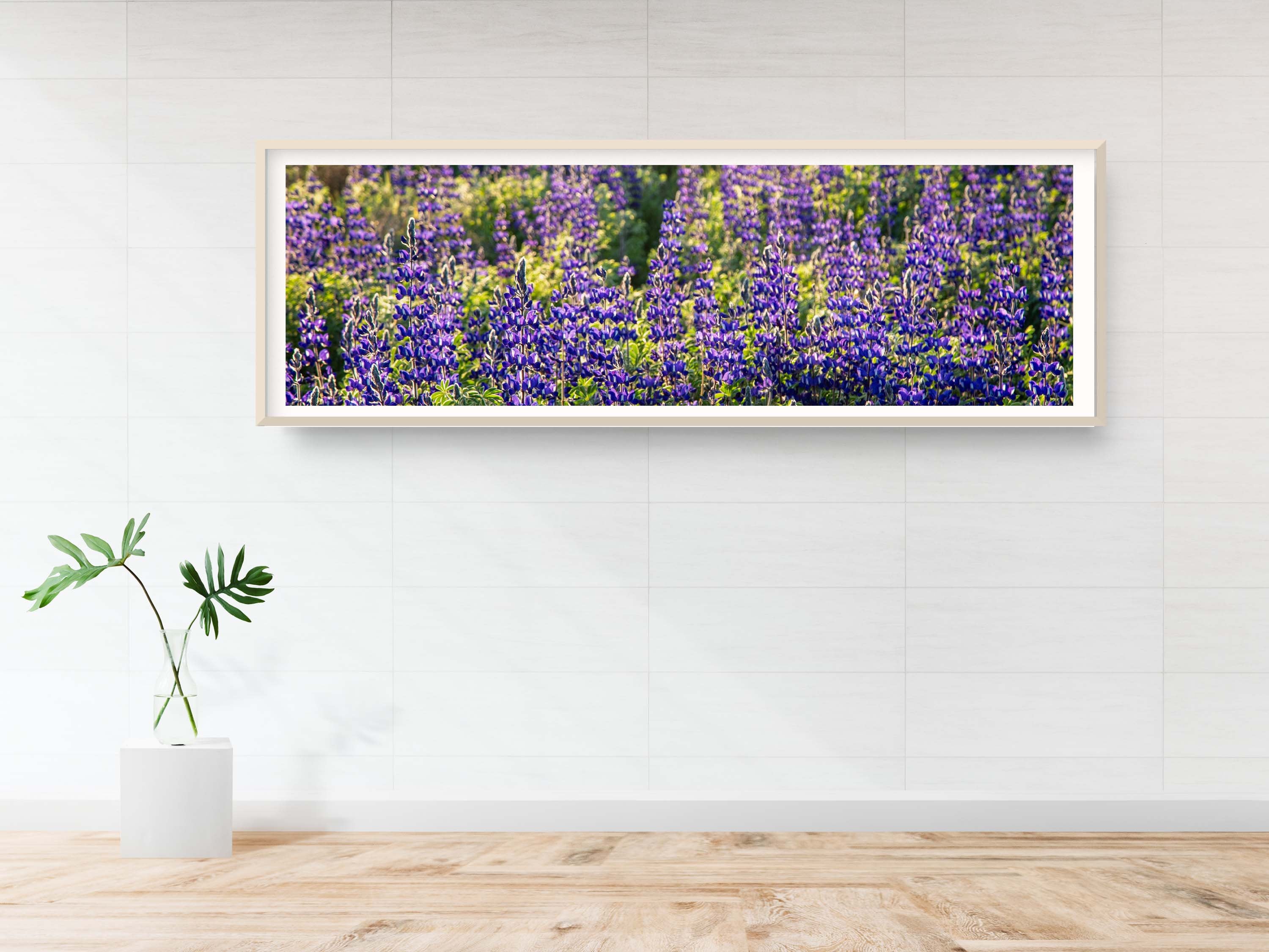 Panoramic Wild Israeli Holy Land Purple Flowers — Lupine Turmus Spring Flowering Field Landscape