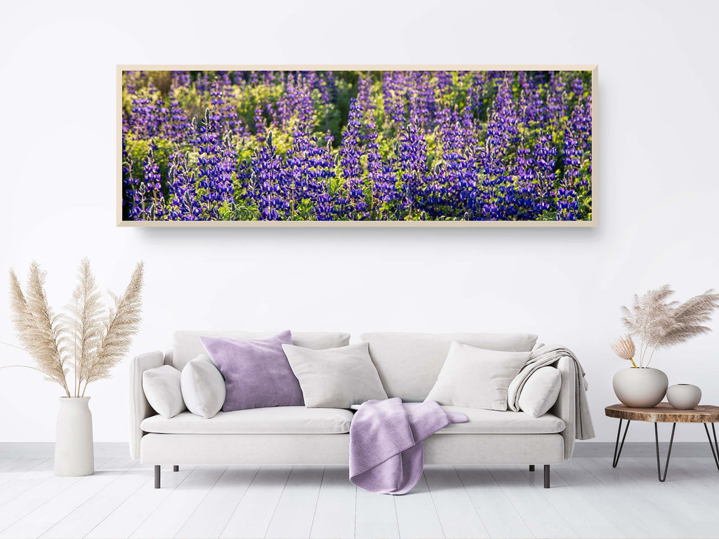 Panoramic Wild Israeli Holy Land Purple Flowers — Lupine Turmus Spring Flowering Field Landscape