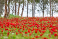 Red Wild Anemone Flowers and Tree Trunks — Israeli Holy Land Nature