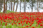 Red Wild Anemone Flowers and Tree Trunks — Israeli Holy Land Nature