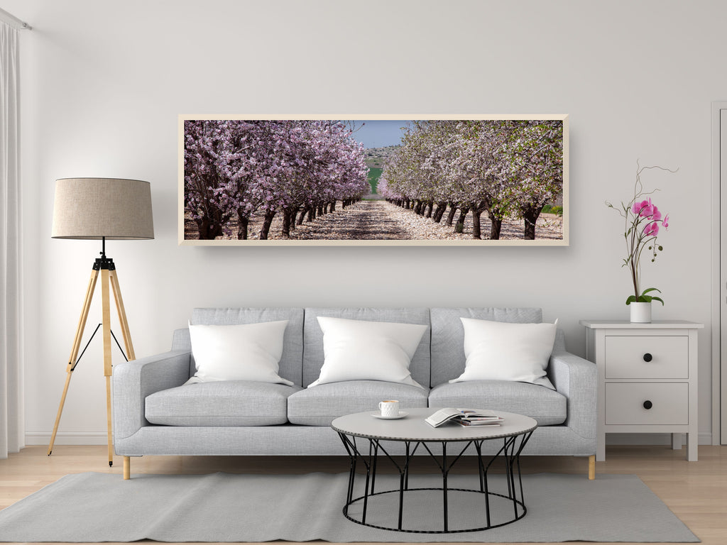 Panoramic Blossom Almond Trees Landscape — Israel Holy Land Nature