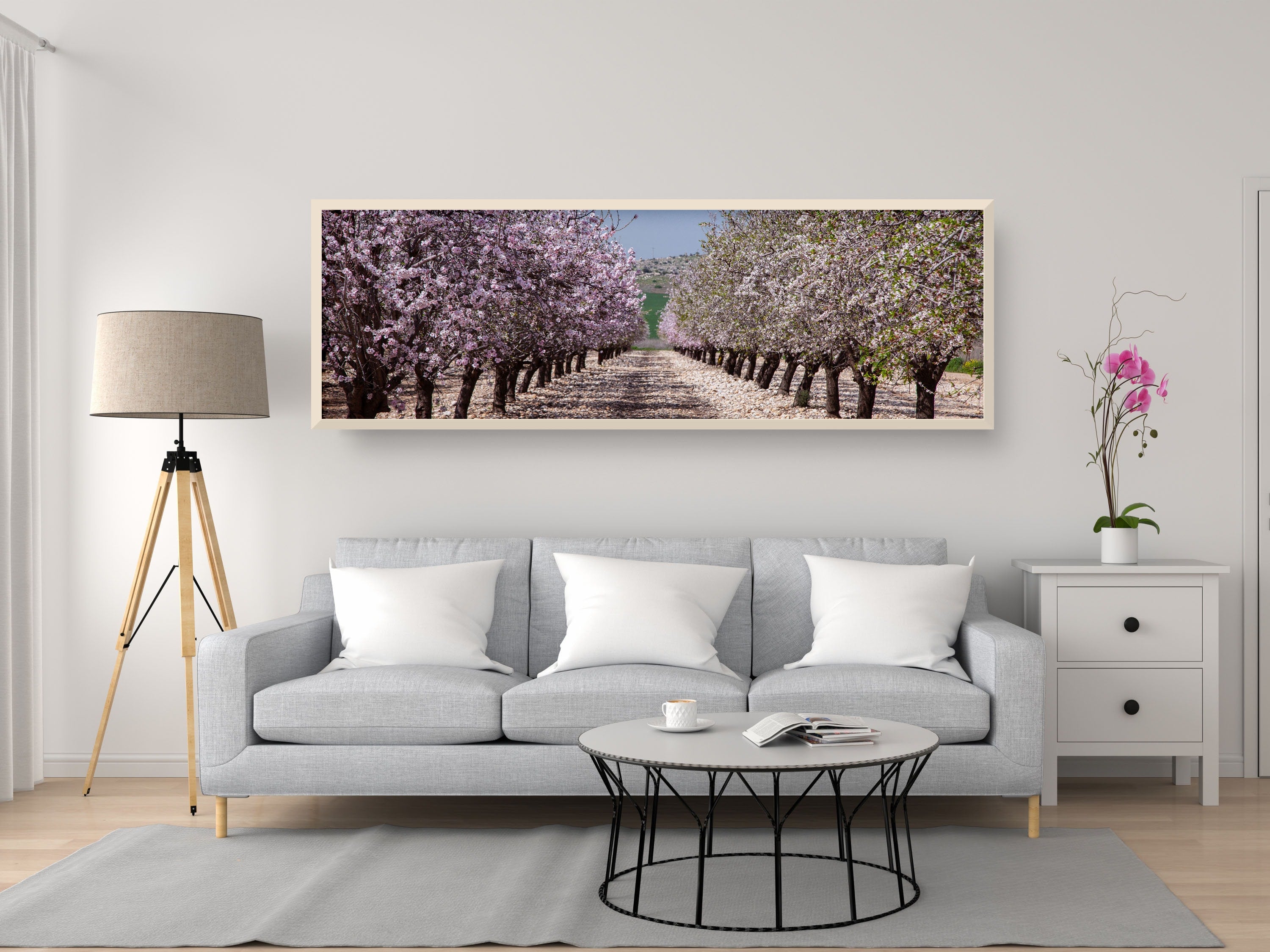 Panoramic Blossom Almond Trees Landscape — Israel Holy Land Nature