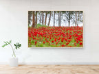 Red Wild Anemone Flowers and Tree Trunks — Israeli Holy Land Nature