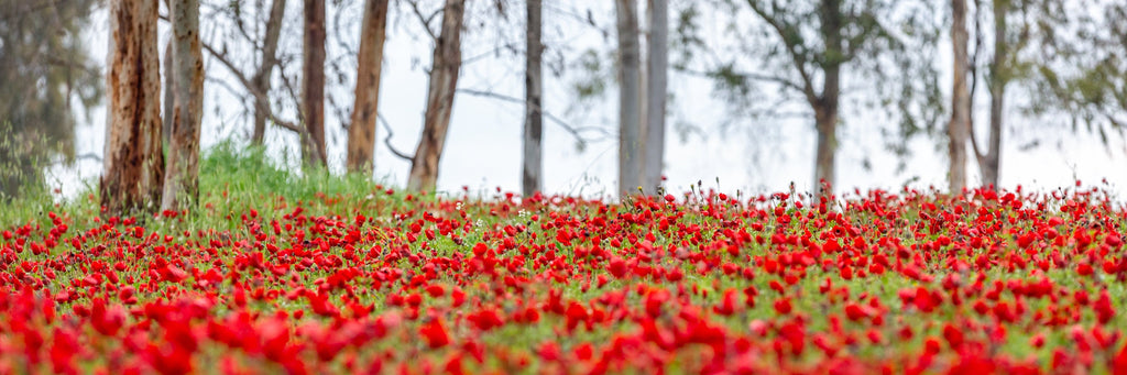 Israeli Holy Land Panoramic Landscape Print: Red Anemones Wildflower