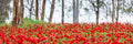 Israeli Holy Land Panoramic Landscape Print: Red Anemones Wildflower