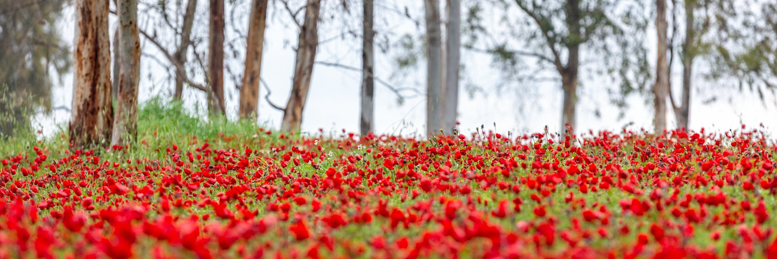 Israeli Holy Land Panoramic Landscape Print: Red Anemones Wildflower