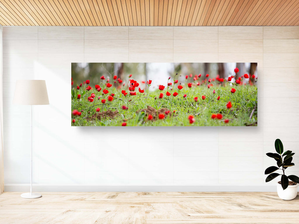 Panoramic Red Wild Anemone Flowers and Trees — Israeli Holy Land Country