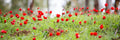 Panoramic Red Wild Anemone Flowers and Trees — Israeli Holy Land Country