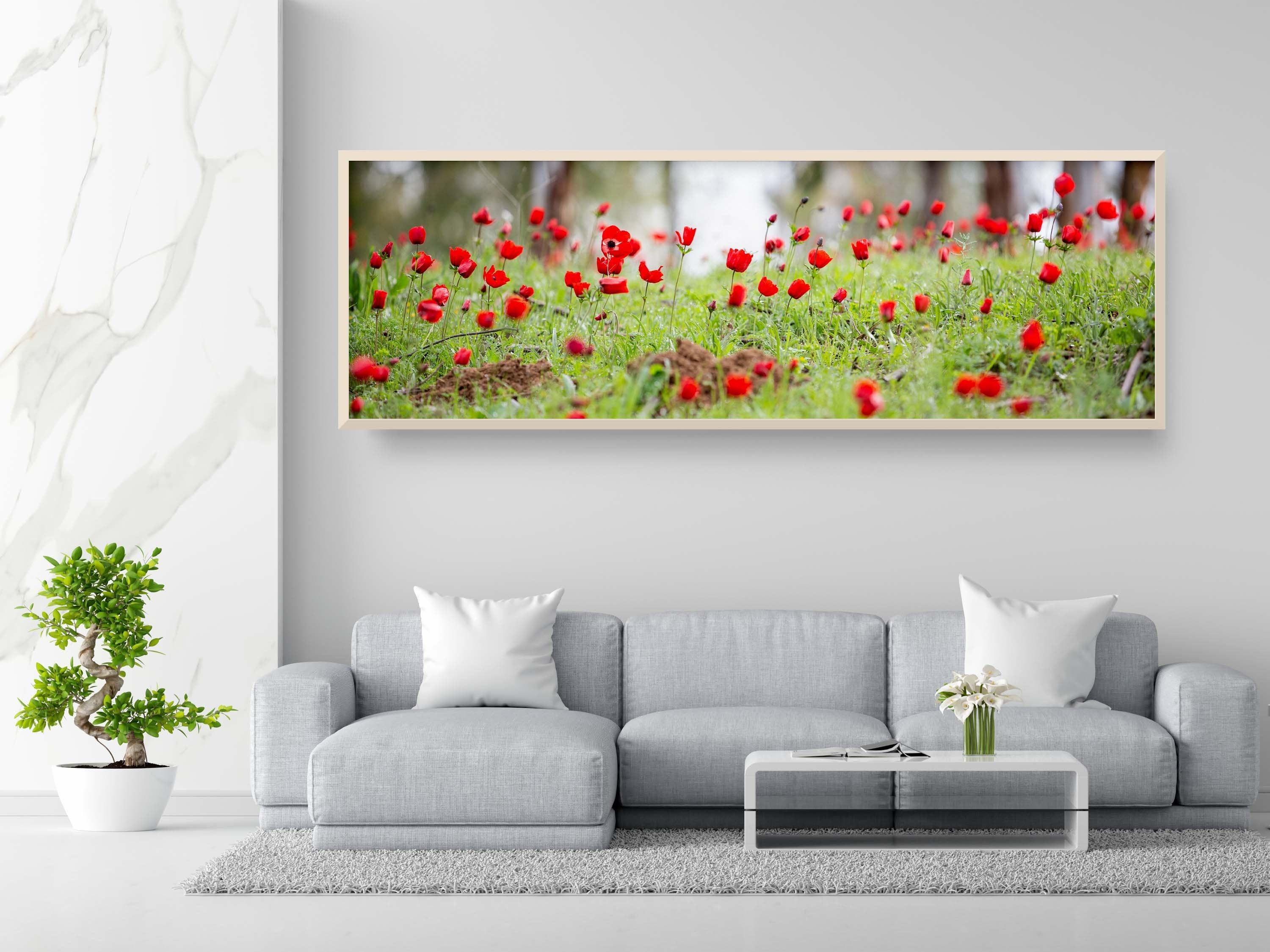 Panoramic Red Wild Anemone Flowers and Trees — Israeli Holy Land Country