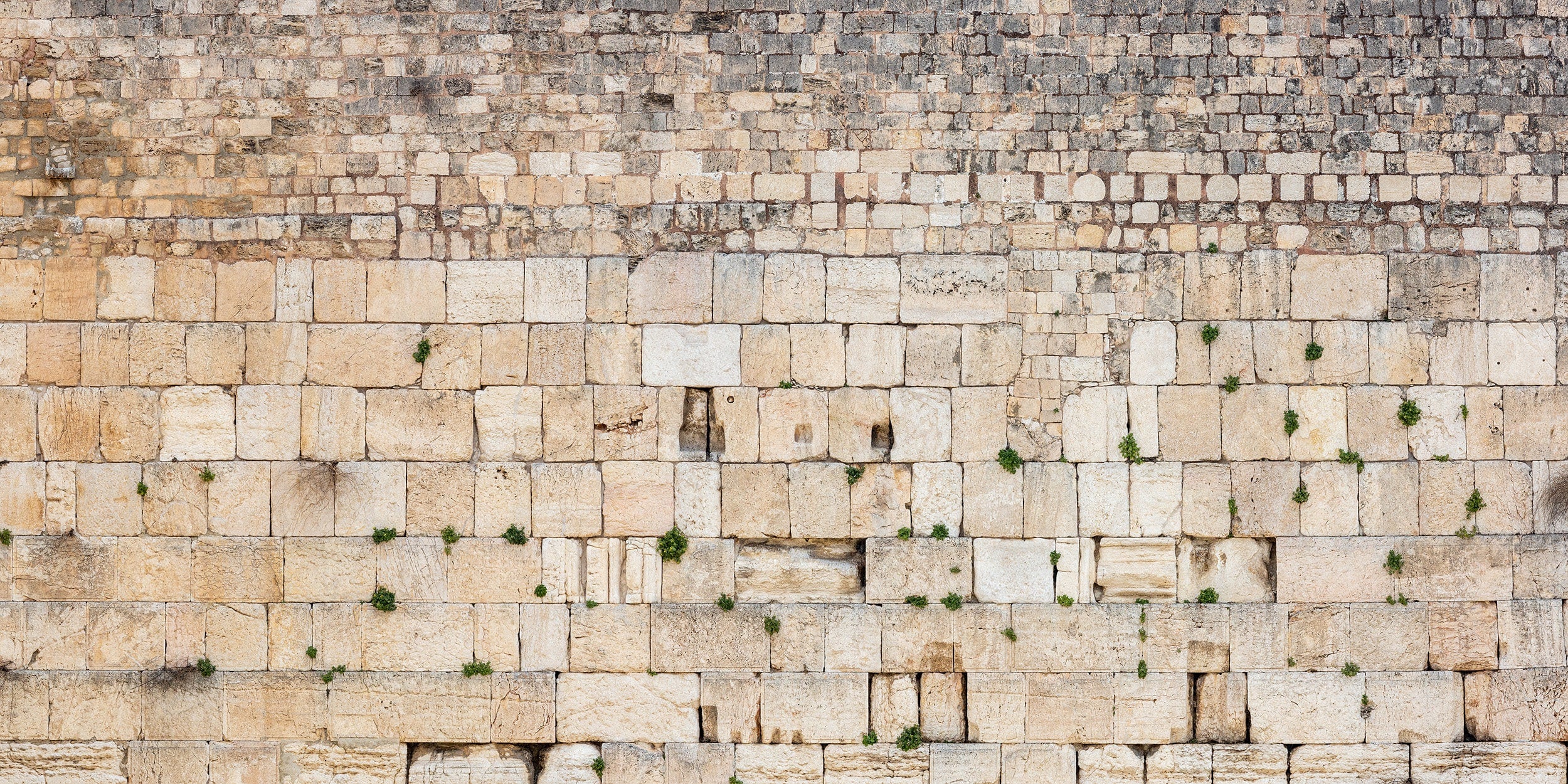 Extra Large Panoramic Kotel Western Wall with Green Vegetation