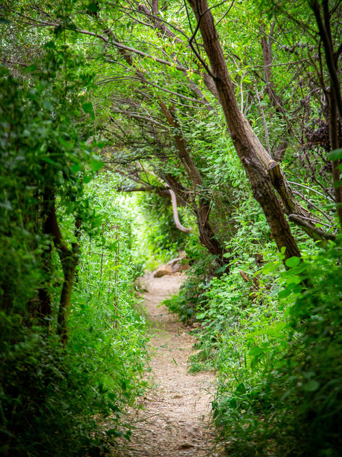 Galilee Landscape Print: Holy Land Israeli Green Nature Path, Galilee