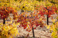 Israeli Autumn Vineyard — Red and Yellow Vineyard Leaves — Holy Land Seven Species