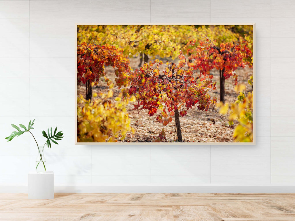 Israeli Autumn Vineyard — Red and Yellow Vineyard Leaves — Holy Land Seven Species