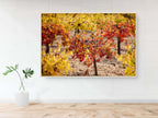 Israeli Autumn Vineyard — Red and Yellow Vineyard Leaves — Holy Land Seven Species