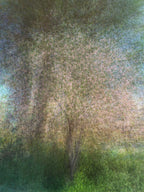 Holy Land Almond Tree Impressionist Painting — Jerusalem Almond Blossom