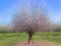Holy Land Almond Tree Impressionist Painting — Israeli Almond Blossom