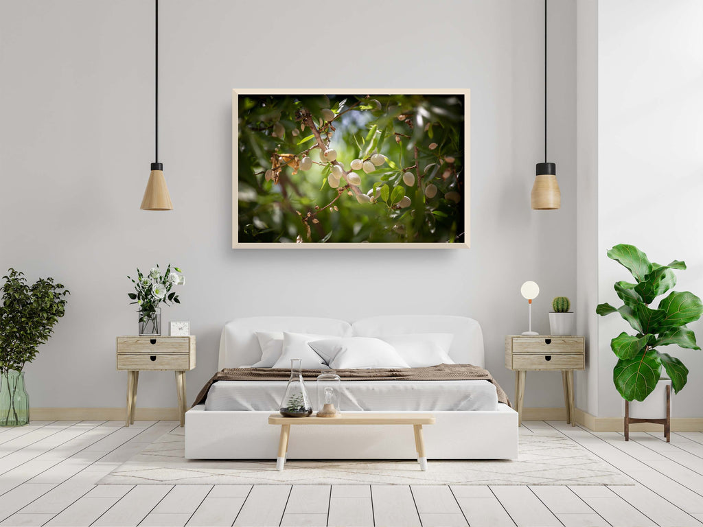 Holy Land Almonds — Israeli Nature Tree
