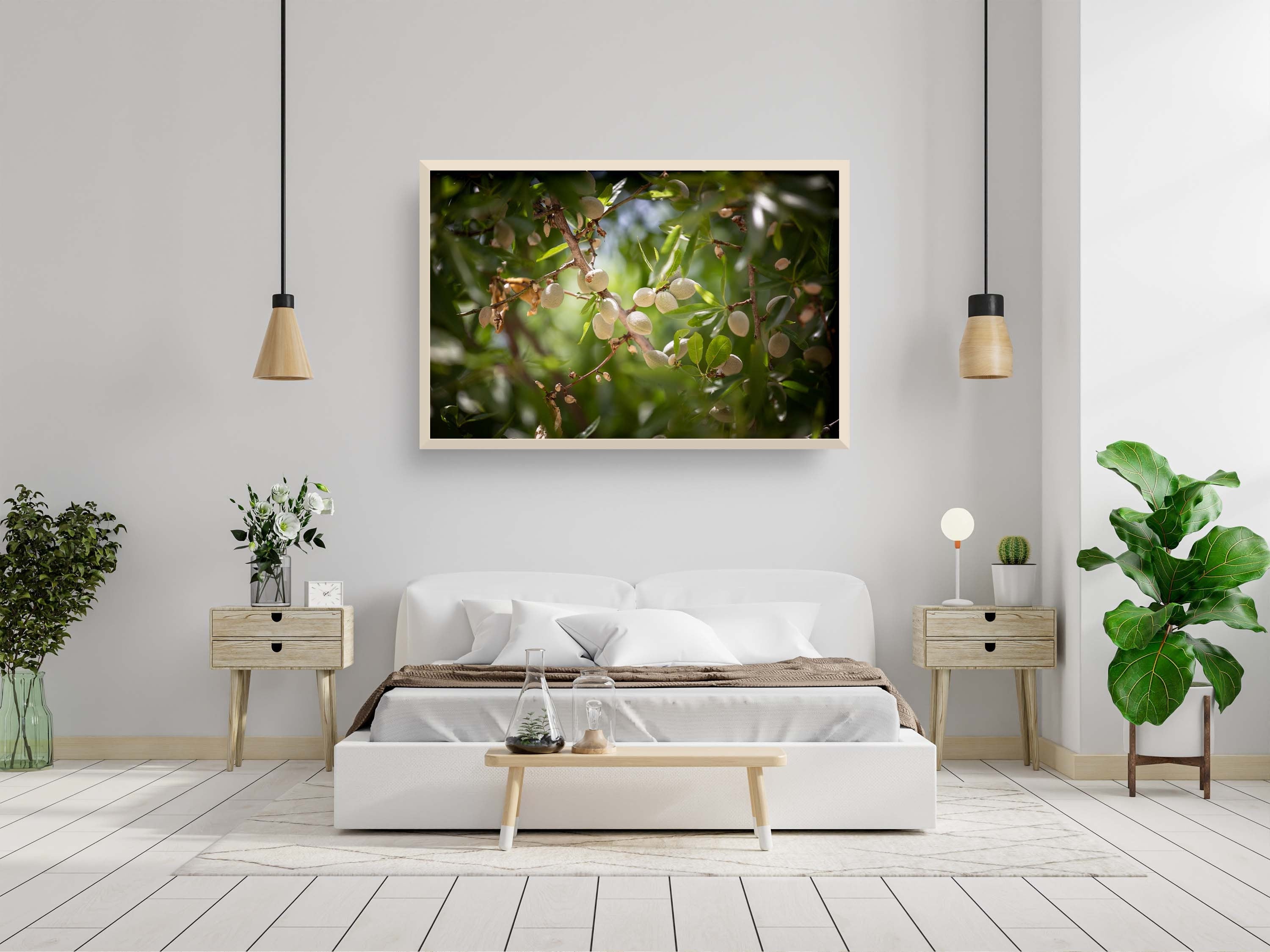 Holy Land Almonds — Israeli Nature Tree