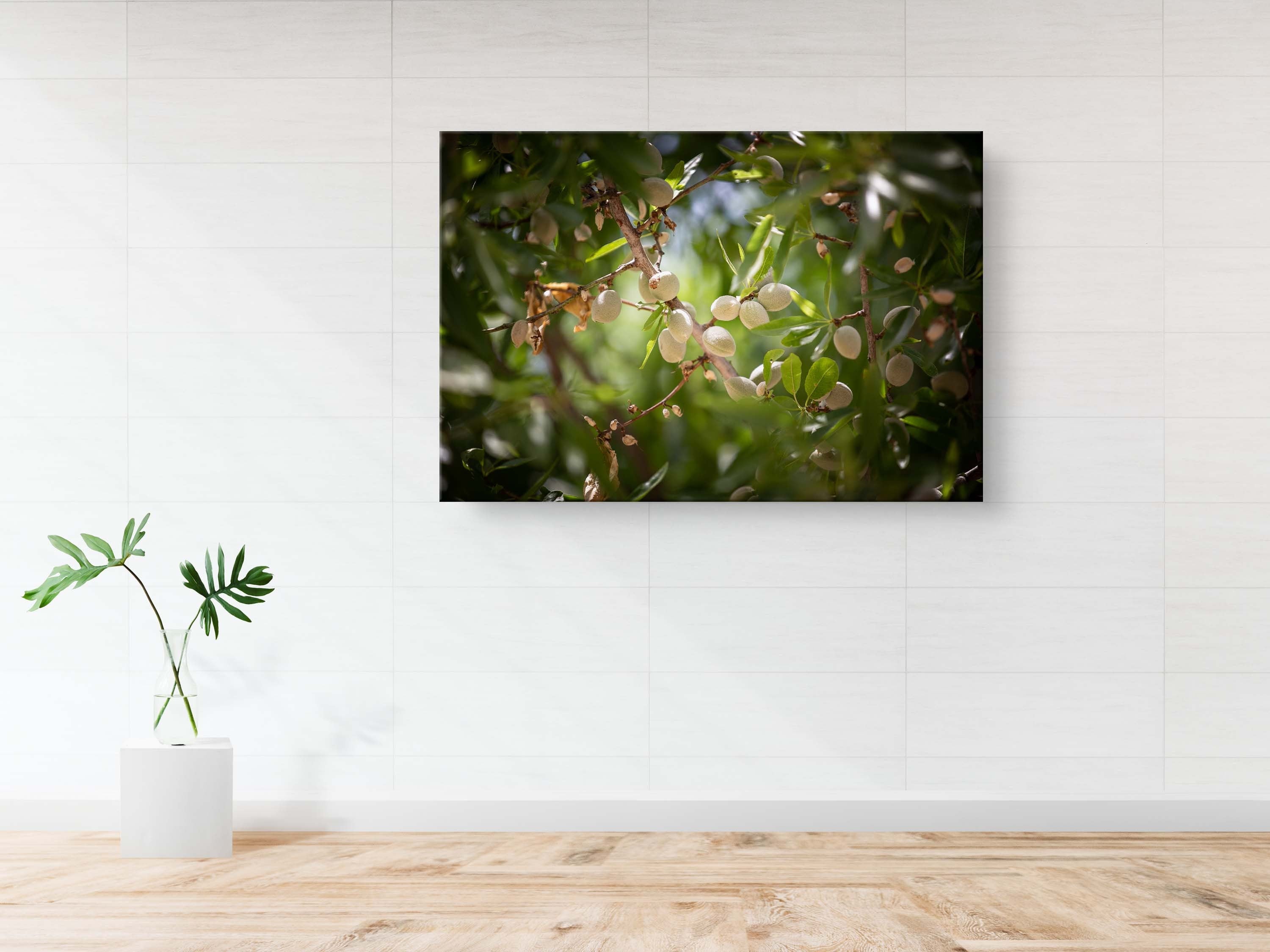 Holy Land Almonds — Israeli Nature Tree
