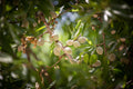 Holy Land Almonds — Israeli Nature Tree