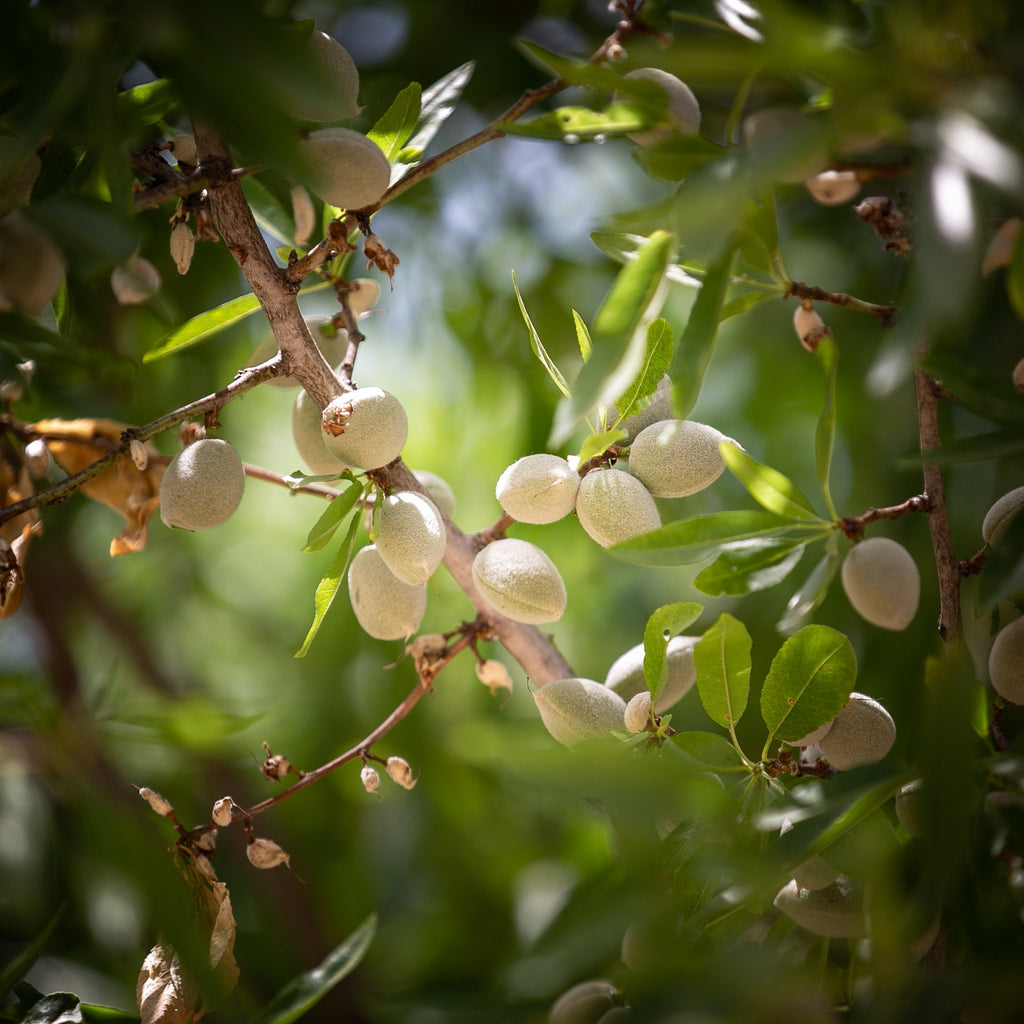 Holy Land Almonds — Israeli Nature Tree