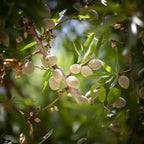 Holy Land Almonds — Israeli Nature Tree