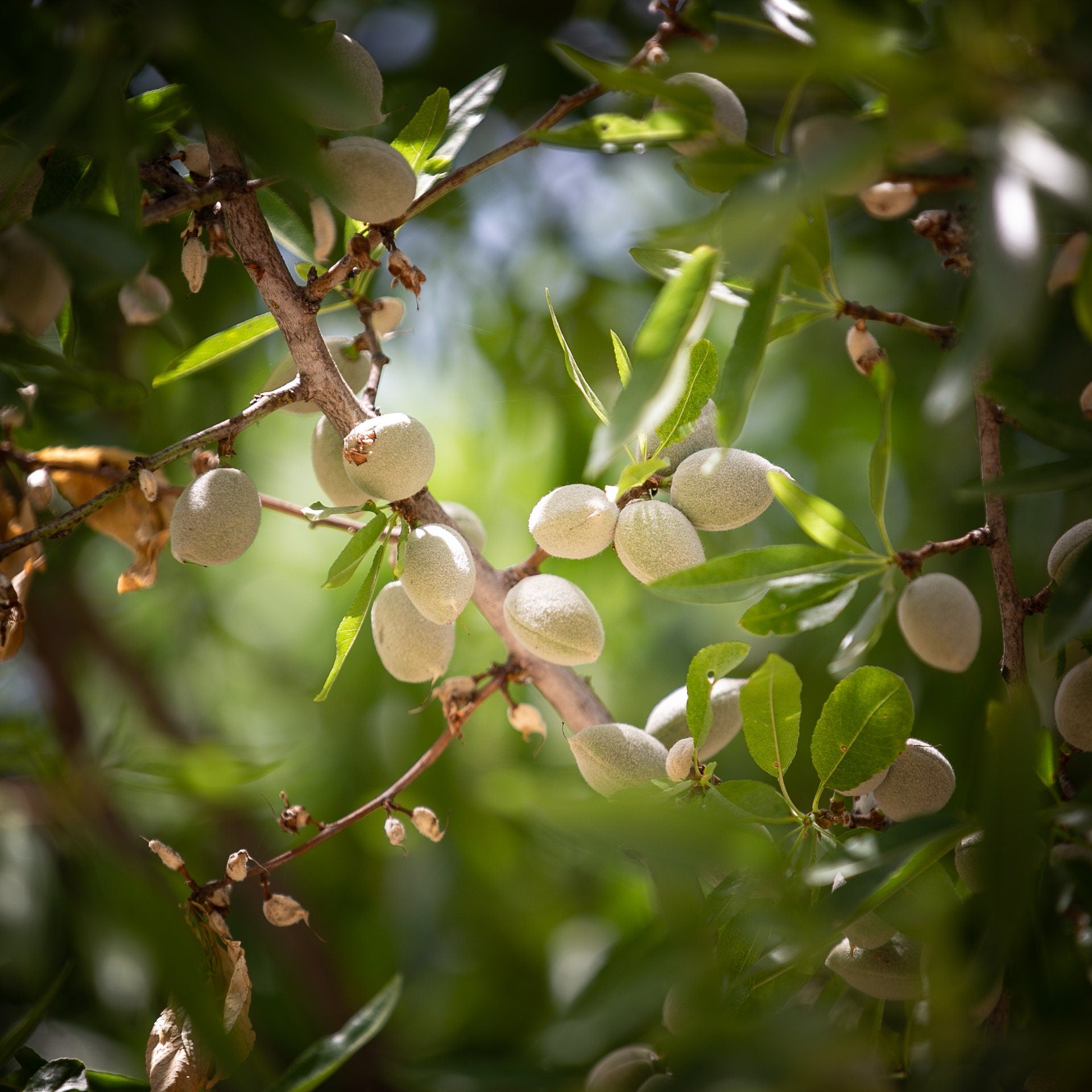 Holy Land Almonds — Israeli Nature Tree