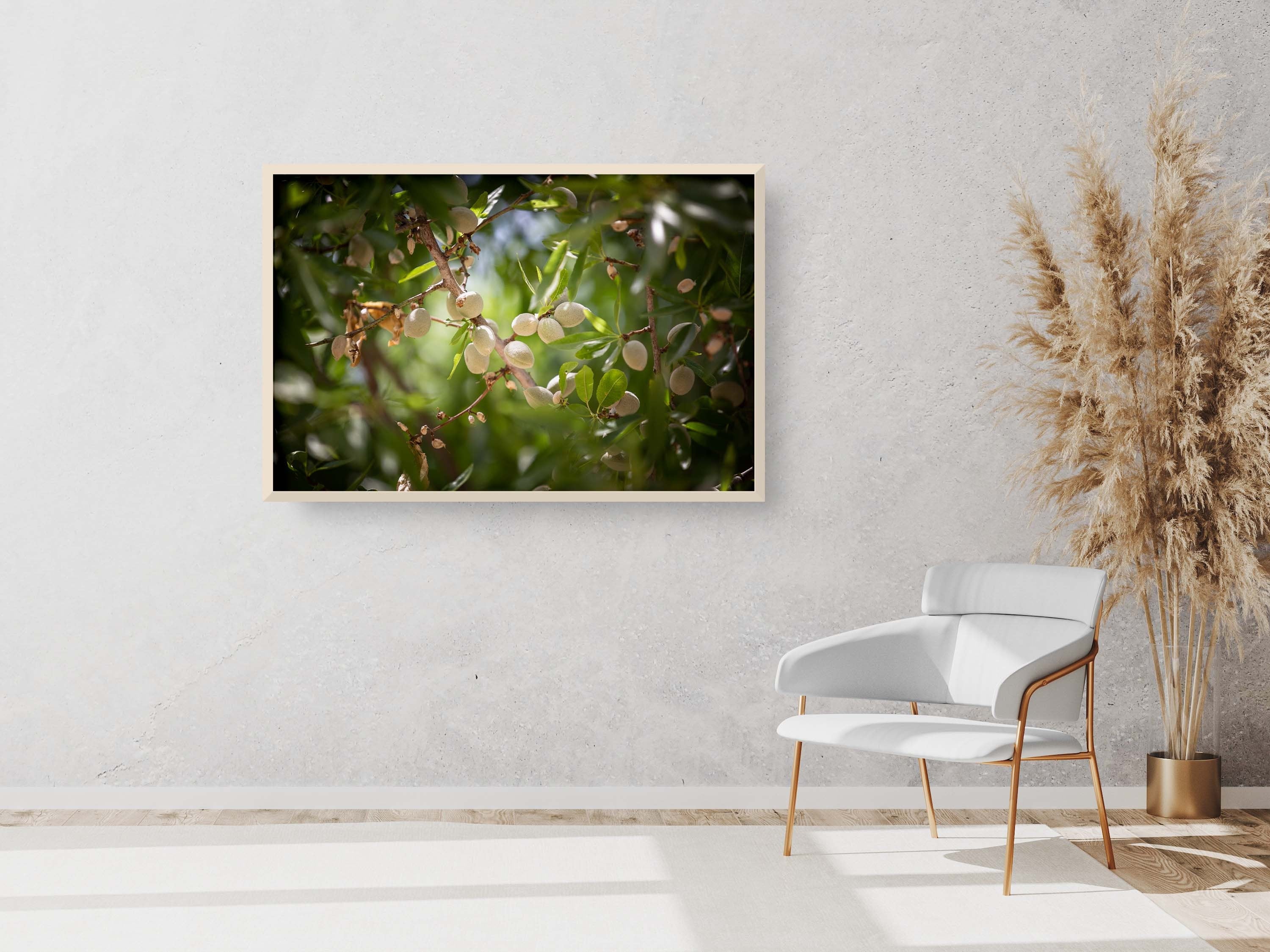 Holy Land Almonds — Israeli Nature Tree