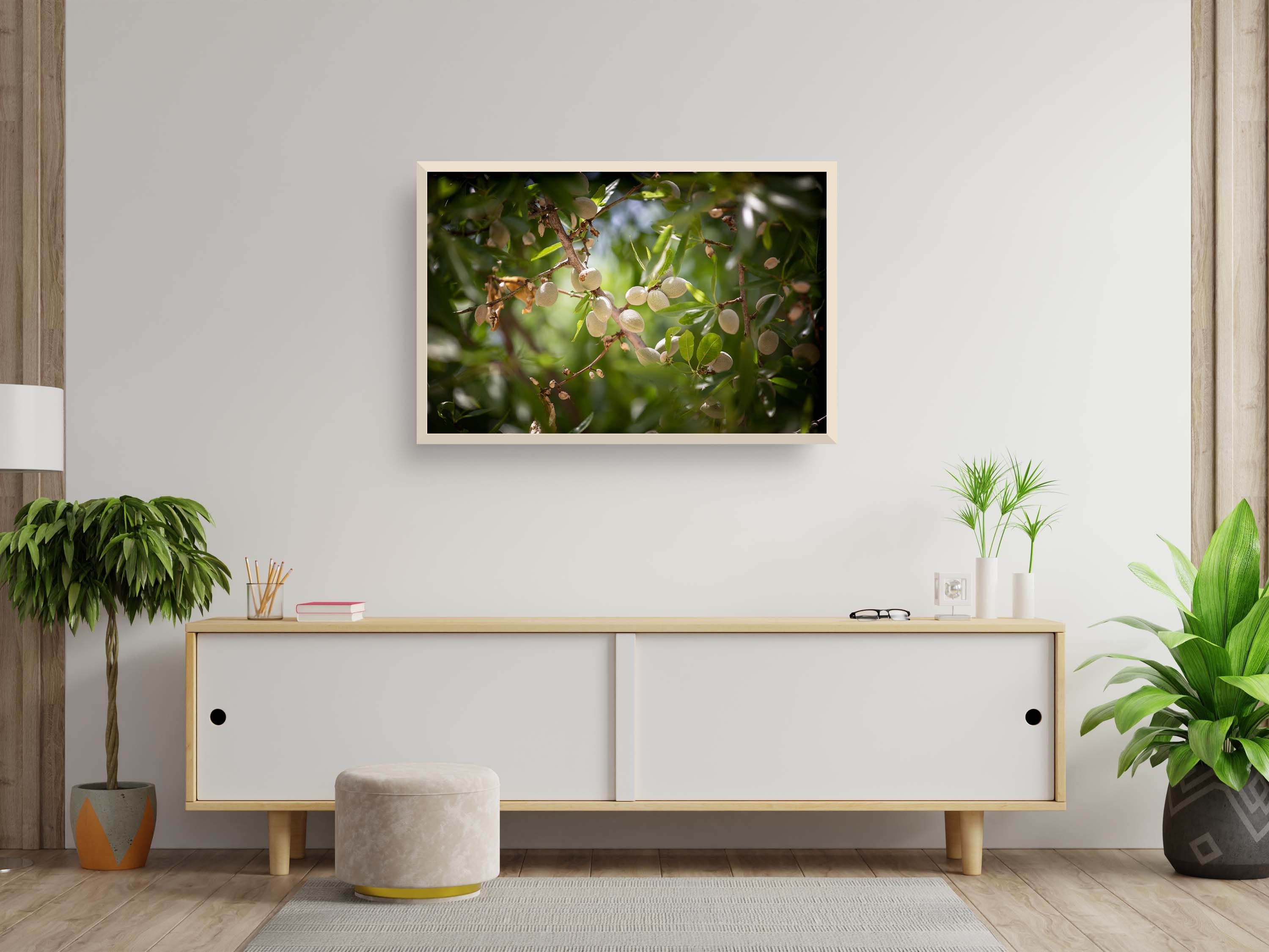 Holy Land Almonds — Israeli Nature Tree